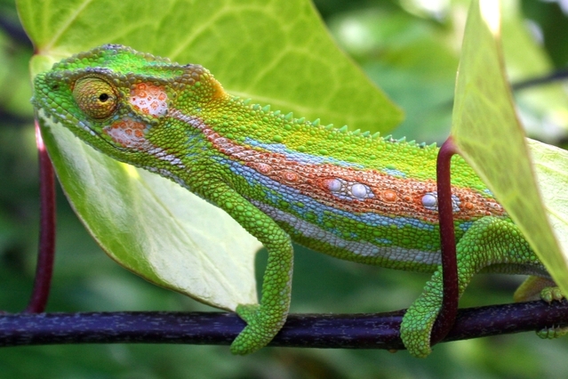 chameleon v terÃ¡riu